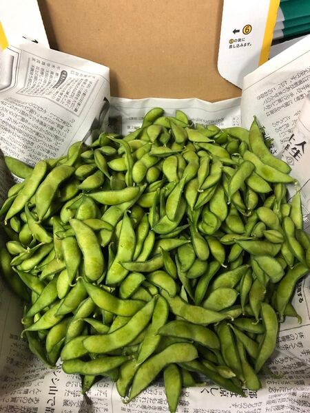 本日朝収穫!発送!茶豆風味の枝豆