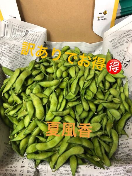 本日朝収穫!発送!茶豆風味の枝豆