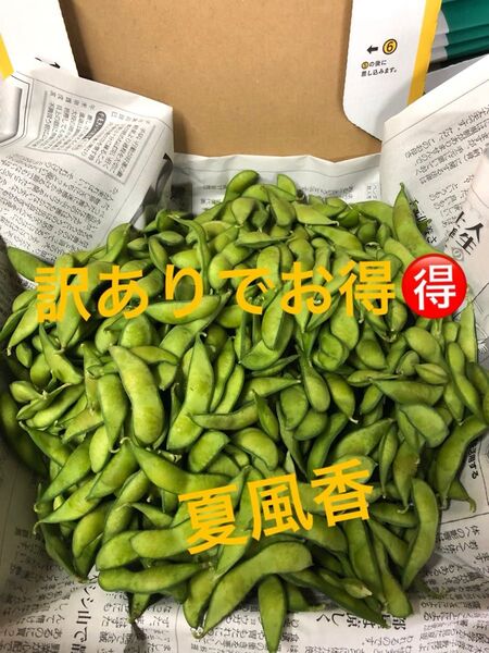 金曜日朝収穫!発送!全国えだまめ選手権受賞!茶豆風味の枝豆