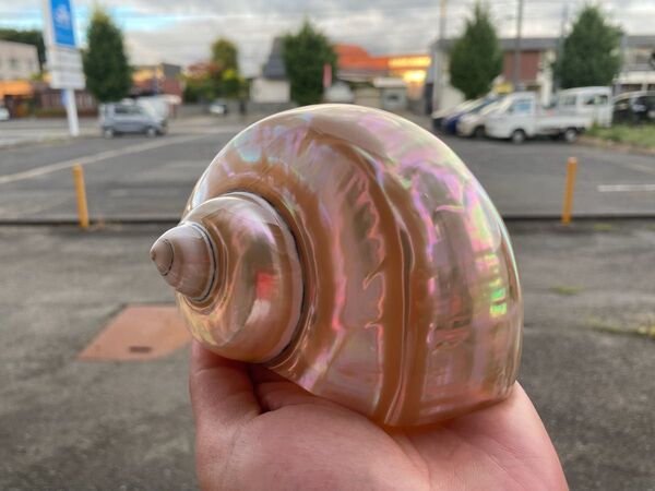 夜光貝 置物 飾り 磨き上げ済み 美品 13cm 250㌘前後 ライトおまけ