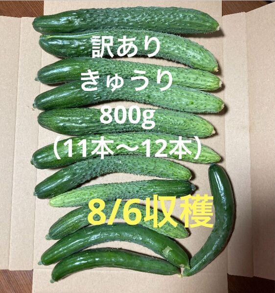 訳ありきゅうり 800g (11本〜12本程)秋田県産 ①