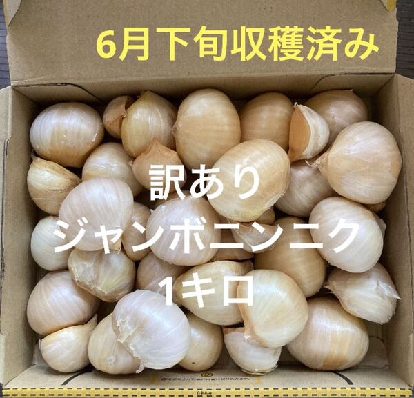 訳ありジャンボニンニク 1キロ