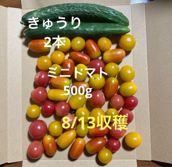 訳ありきゅうり2本 ミニトマト500g