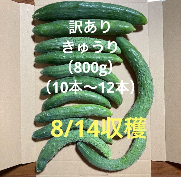 訳ありきゅうり 800g (10本〜12本程)秋田県産