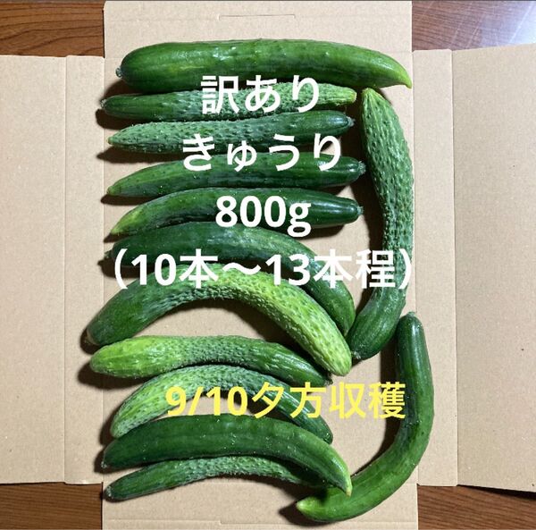 訳ありきゅうり800g(10本〜13本程)秋田県産