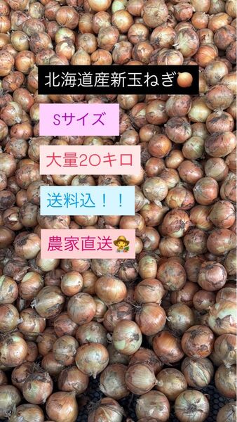 北海道産新玉ねぎSサイズ大量20キロ送料込!