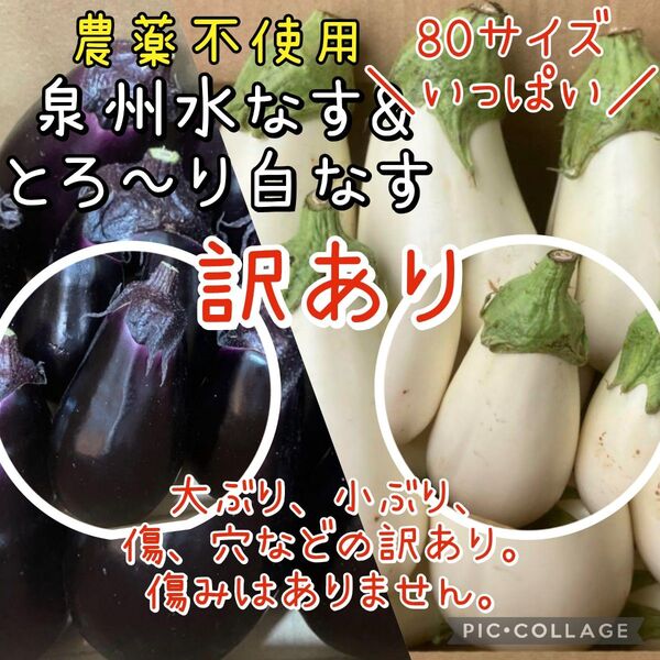 【訳あり】泉州水なす 白なす 大阪泉州産 農薬不使用 80サイズ 茄子