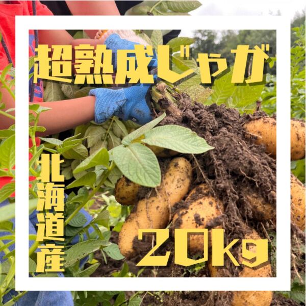「超」熟成じゃがいも20kg ※8月で終了