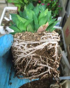 【送料無料】多肉植物の土 0.5L 鉢底土付き　ブレンド　ハオルチア　観葉植物