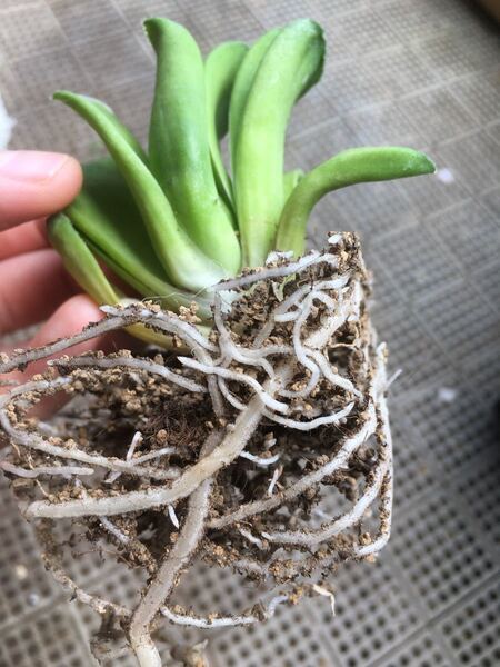 【激安】多肉植物の土 0.75L 鉢底土付き ブレンド ハオルチア 観葉植物