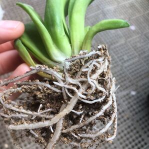 【激安】多肉植物の土 0.75L 鉢底土付き ブレンド ハオルチア 観葉植物