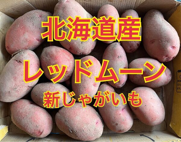 北海道産 新じゃがいも〔レッドムーン〕コンパクトBOX