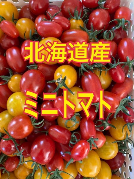 北海道産 ハウス栽培 ミニトマト1kg以上