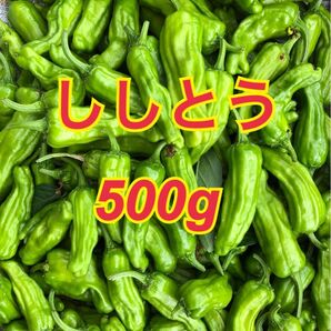 北海道産ししとう 500g