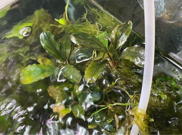 Bucephalandra ブセファランドラ MDR 水の国増殖株 "metallic dark red" 水中葉 水草 熱帯植物