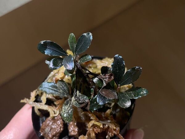 Bucephalandra ブセファランドラ "Red mini" 水草 水上葉 熱帯植物