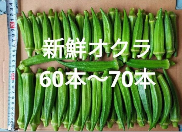 採れたて新鮮! オクラ 60本〜70本