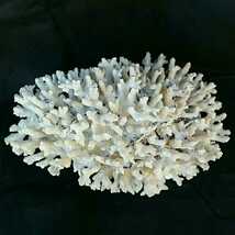 13【珊瑚】大型★飾り テーブル サンゴ 置物★白 海水魚 水槽 レイアウト インテリア 化石_画像1