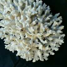 13【珊瑚】大型★飾り テーブル サンゴ 置物★白 海水魚 水槽 レイアウト インテリア 化石_画像3