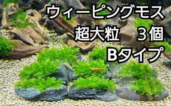 ADA ウィーピングモス 黒溶岩石3個(超大粒B) アクアリウム レイアウト 水草 ヌマエビ めだか テラリウム 苔 ろ材 餌