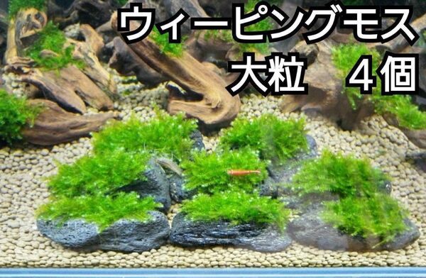ADA ウィーピングモス 黒溶岩石4個(大粒) アクアリウム レイアウト 水草 ヌマエビ めだか テラリウム 苔 ろ材 餌