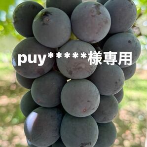 puy****様専用 巨峰 ぶどう 農家直送