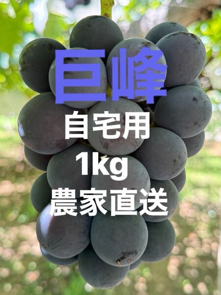 巨峰 ぶどう タネなし 3房 自宅用 約1kg前後 予約 農家直送