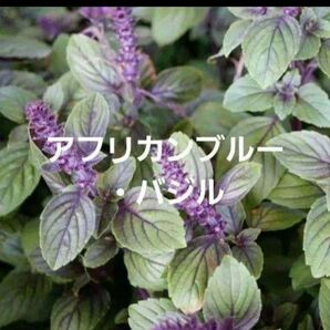 アフリカンブルー・バジル苗