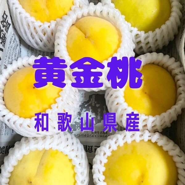 黄金桃 約1キロ 5〜8玉 ご家庭用 訳あり キズあり