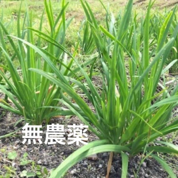 ニラ 栽培中無農薬10本5年以上もの