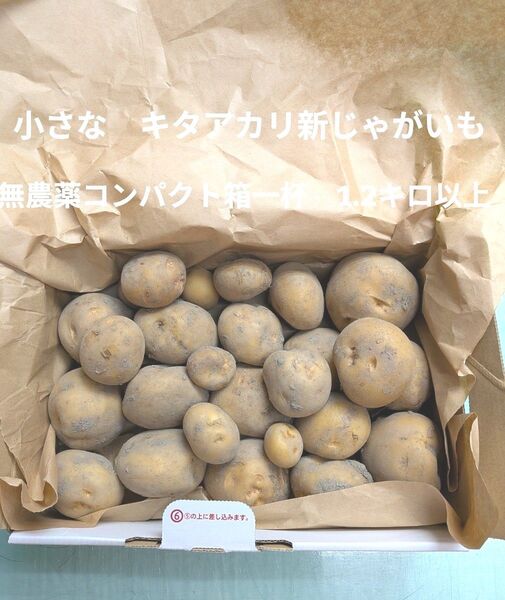 小さなキタアカリ新じゃがいも 無農薬 1.2キロ以上