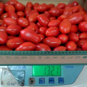 シュガープラム1.3kg 甘いです!お試しサイズ 北海道発