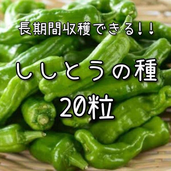 【ししとうのタネ】 20粒 種子 種 シシトウ 野菜 夏野菜 家庭菜園