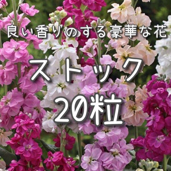 【ストックのタネ】25粒 種子 種 切り花にも 花 花壇 園芸 ガーデニング