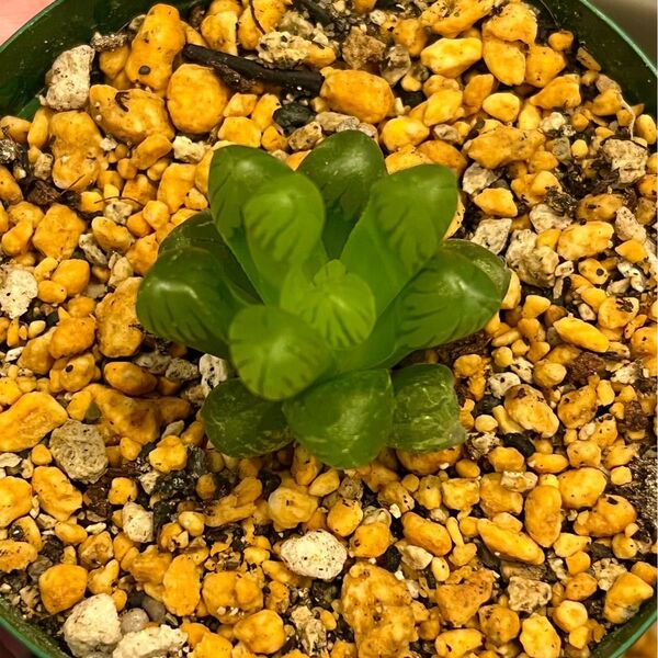 大人気 ハオルチア オブツーサ 多肉植物 抜き苗②