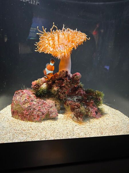 海水魚水槽 ライブロック&サンゴセット アクアリウム用品
