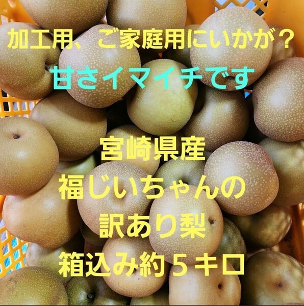 数量限定▲加工用 味訳あり!宮崎県産 福じいちゃんの梨 箱込み約5キロ