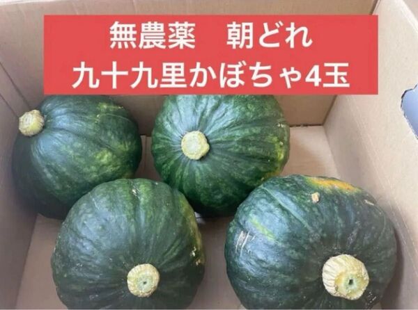 朝どれ 無農薬九十九里かぼちゃ 柔らかい くじゅうくり 甘いのが特徴 美味しい 24時間以内発送 約7.5キロ