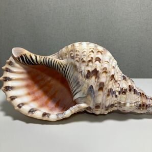 32センチ法螺貝インテリア 置物 オブジェ