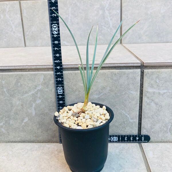 ユッカ ロストラータ 苗 実生 Yucca rostrata