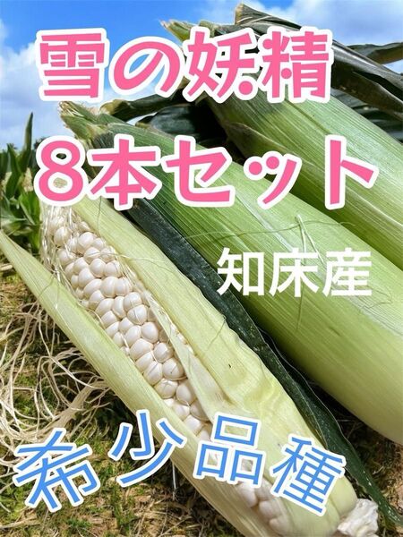 北海道産無農薬ホワイトコーン 雪の妖精 希少品種 白いとうもろこし 極甘 知床産