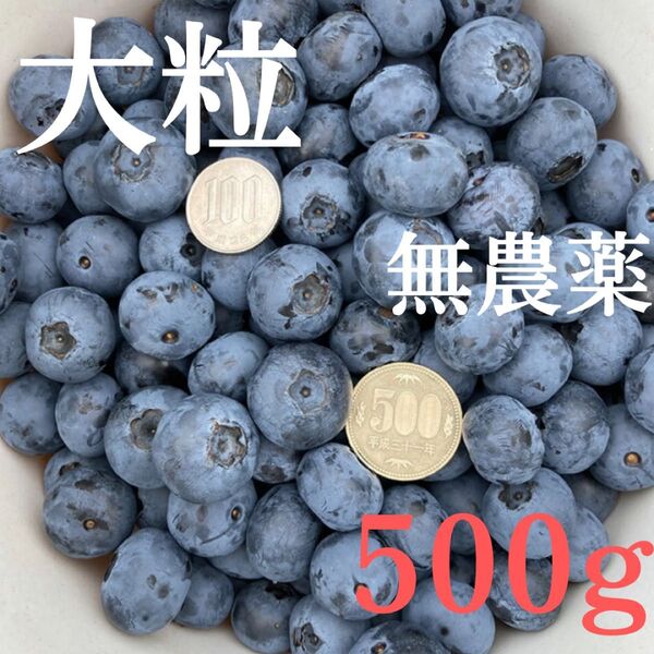 【今年最後】千葉県産の無農薬の生ブルーベリー 500g+おまけ