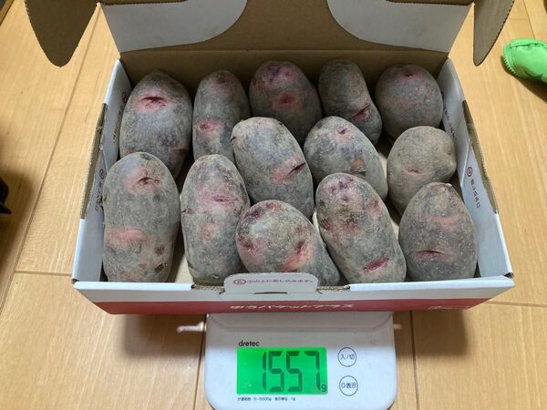 じゃがいも グランドペチカ Mサイズ 1.5kg 埼玉産 栽培期間中農薬不使用 秋植え 種芋