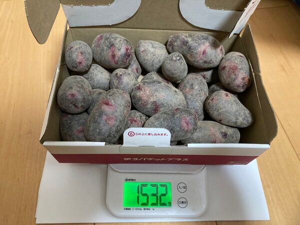 じゃがいも グランドペチカ Sサイズ 1.5kg 埼玉産 栽培期間中農薬不使用 秋植え 種芋
