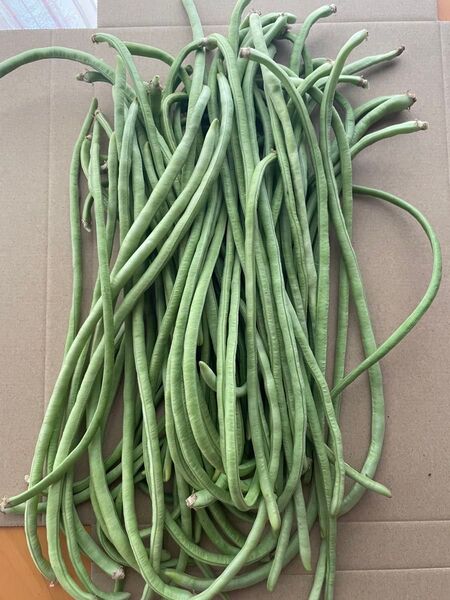 無農薬 十六ささげ 500g