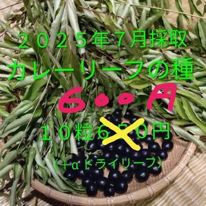 カレーリーフの種 10粒600円 (+α リーフドライ)