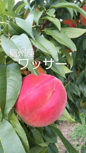 信州産 硬い桃 ワッサー (秀品) 2㎏
