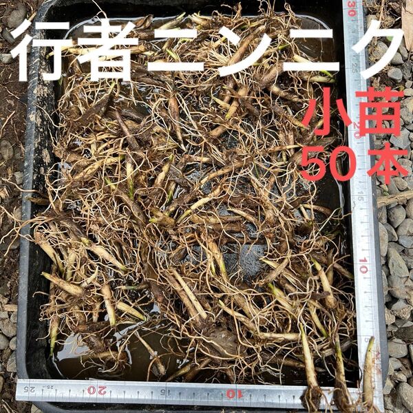 北海道産 行者ニンニク 根のみ 小苗 50本 お試し ネコポス発送 球根 山菜