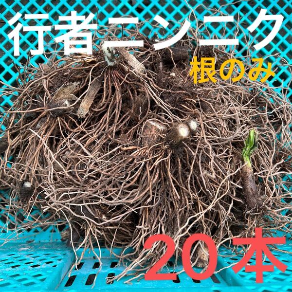 山菜の球根 野菜 行者ニンニク 根のみ 苗 球根 20本