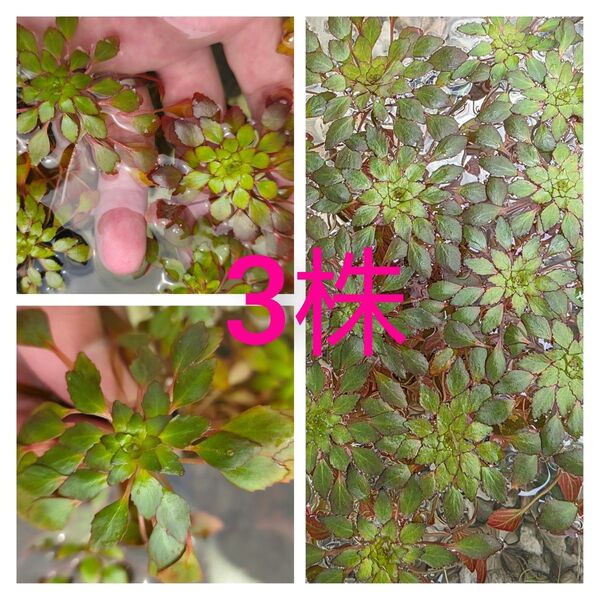 水草 ウォーターダイヤ 3株 浮草 送料無料 無農薬